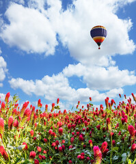 Fototapeta premium Balloon flies over rural field