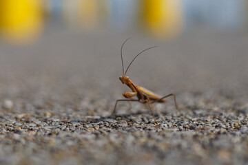praying mantis on stone