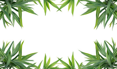 Fototapeta premium Tropical leaves frame, black background, design element