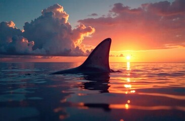 Fototapeta premium Close-up. A passing shark's fin peeks out of the ocean at sunset.