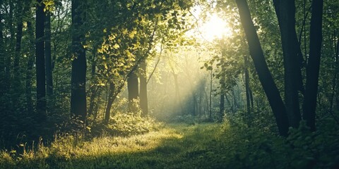 Obraz premium Wooded trail with sunlight filtering through the canopy.