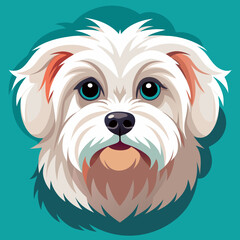 dog, animal, maltese, pet, puppy, white, cute, canine, portrait, domestic, mammal, small, shih tzu, studio, pets, purebred, pedigree, adorable, breed, fur, white background, lhasa apso, sitting, isola