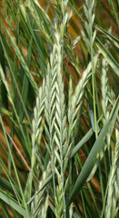 Grass weed creeping (Elymus repens) wheat grows in the field