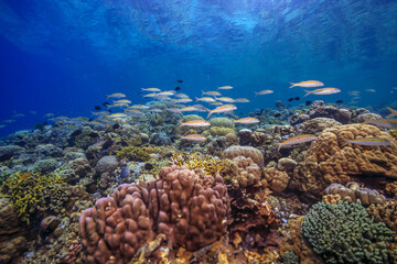 Coral reef in South Pacific, Indonesia, North Sulawesi