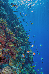 Coral reef in South Pacific, Indonesia, North Sulawesi
