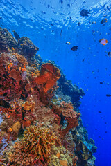 Coral reef in South Pacific, Indonesia, North Sulawesi
