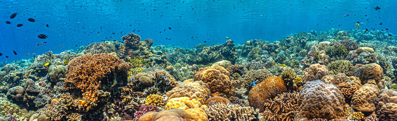 Coral reef in South Pacific, Indonesia, North Sulawesi