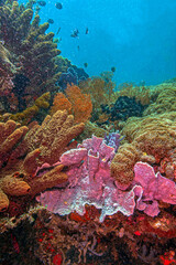Fototapeta premium Coral reef in South Pacific, Indonesia, North Sulawesi