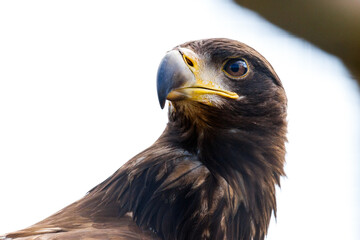 close up of a eagle
