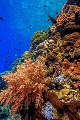Coral reef in South Pacific, Indonesia, North Sulawesi