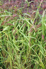 In the field, as weeds grow Echinochloa crus-galli
