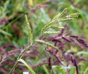 In the field, as weeds grow Echinochloa crus-galli