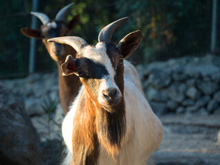 Goat staring at camera