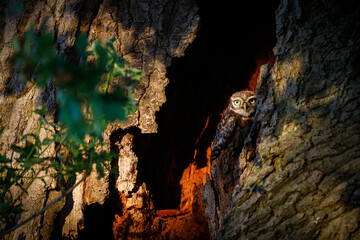 little owl perched in tree at sunset