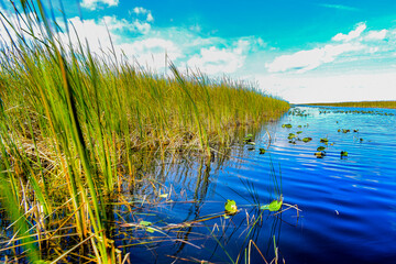 Sawgrass and Water way at Everglades National Park, scattered lily Pads