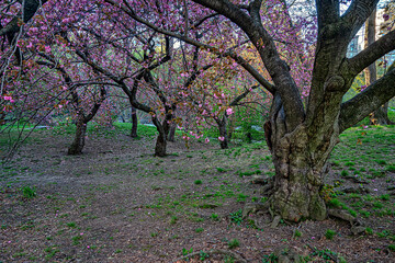 Fototapeta premium Central Park in spring, flowering chrry trees