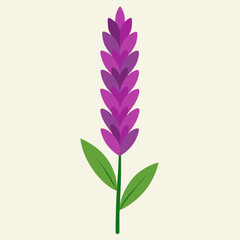 heather flower isolated on a background