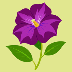 petunia flower isolated on a background