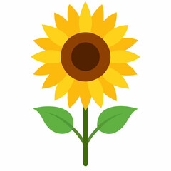sunflower vector illustration