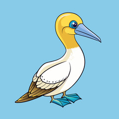 black northern gannet