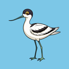 pied avocet bird