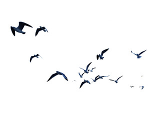 Many birds flying on sky isolated on white background. 