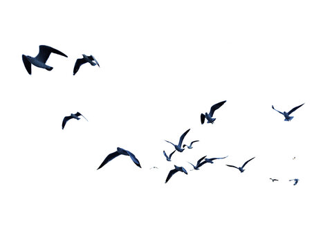 Many birds flying on sky isolated on white background. 