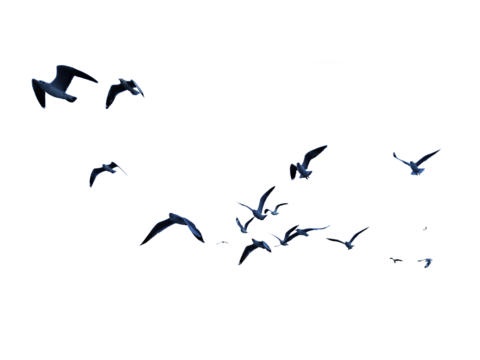 Many birds flying on sky isolated on white background. 