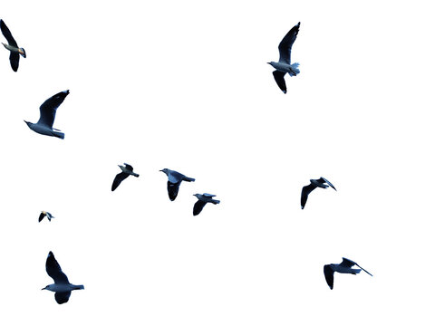 Many birds flying on sky isolated on white background. 