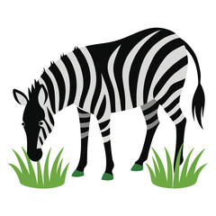 zebra eating grass