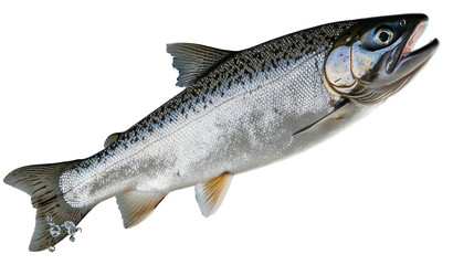 Naklejka premium PNG Salmon splash water fish.