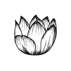 Lotus flower sketch outline illustration. Line art floral botany drawing in engraving style. Hand drawn vector clipart isolated on a white background