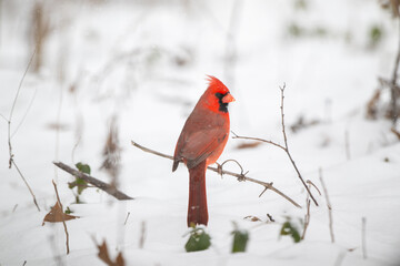 Northern cardinal in the snow