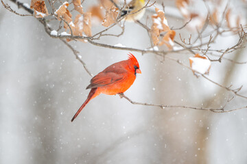 Northern cardinal in a snowstorm