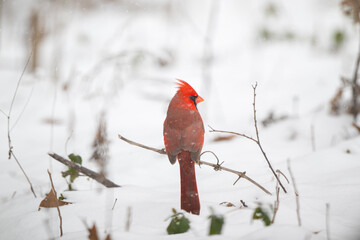 Northern cardinal in the snow