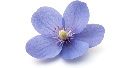 Studio shot of pale blue flower, isolated on white background, for design or print