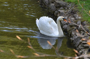 One white mute swan  (Cygnus olor)  gracefully floating  in the pond. Swan in spring concept. Free...