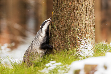 European badger (Meles meles) climbs a tree © michal