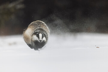 European badger (Meles meles) Running fast and snow flying around © michal
