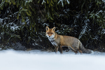 male red fox (Vulpes vulpes) in the snow at the edge of the forest