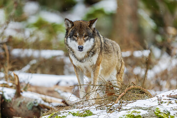 female Eurasian wolf (Canis lupus lupus) in the winter forest