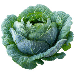 Obraz premium Fresh green cabbage surrounded by vibrant leaves suitable for cooking or salads isolated on transparent background