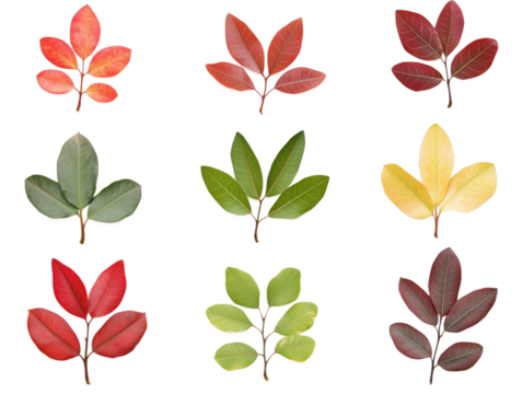 Colorful Variety of Leaves Displaying Autumn Hues and Greenery, Featuring Red, Yellow, and Green Leaves Arranged in a Grid Pattern, isolated on transparent background, png