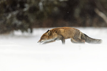 male red fox (Vulpes vulpes) creeping in the snow