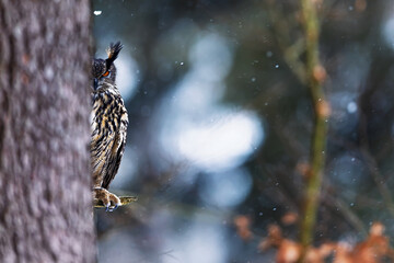 male Eurasian eagle-owl (Bubo bubo) half seen behind a tree