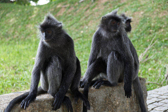 Silvery lutung or langur Trachypithecus cristatus, also Silvered leaf monkey