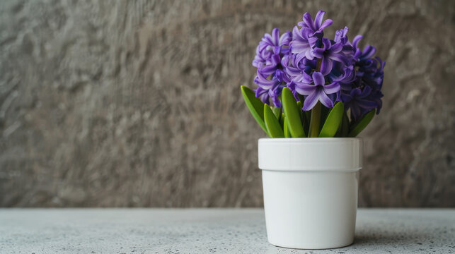 A cluster of vibrant purple hyacinths beautifully arranged in a sleek white pot, placed against a textured background for a striking contrast.
