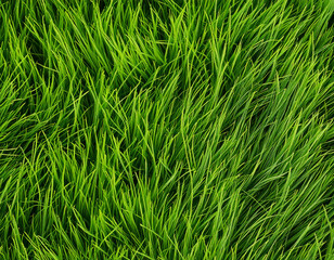 Fototapeta premium The essence of nature a seamless pattern of fine grass blades in varied green shades textured background natural setting fresh and vibrant concept