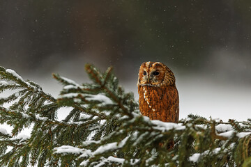 tawny owl (Strix aluco) sits on a spruce branch