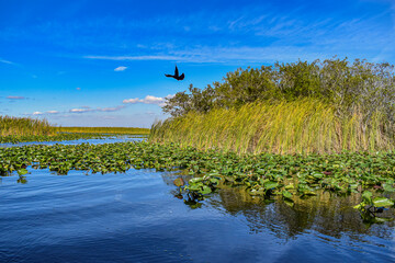 Boat tailed grackle (Quiscalus major) at the Everglades National Park Florida flying above sawgrass, trees, and lily pads in the water with beautiful sky